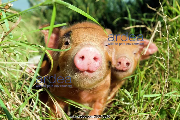 : Piglets - at an organic farm : Piglets - at an organic farm
