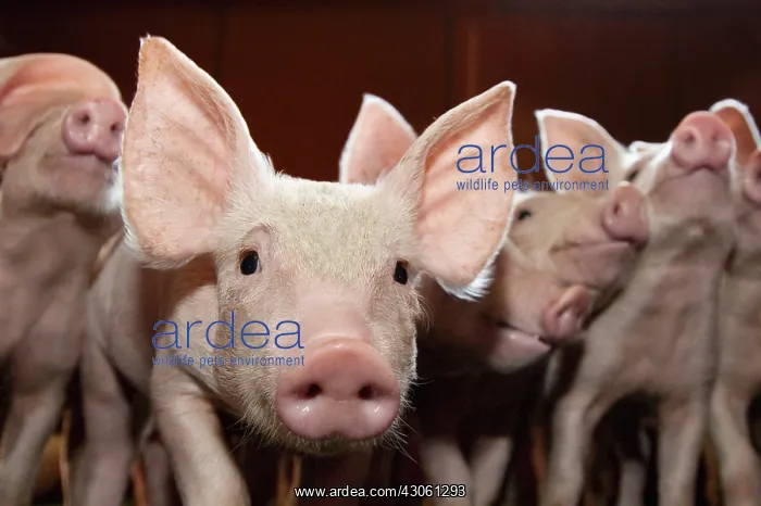 : Piglets in a piggery industrial France : Piglets in a piggery industrial France