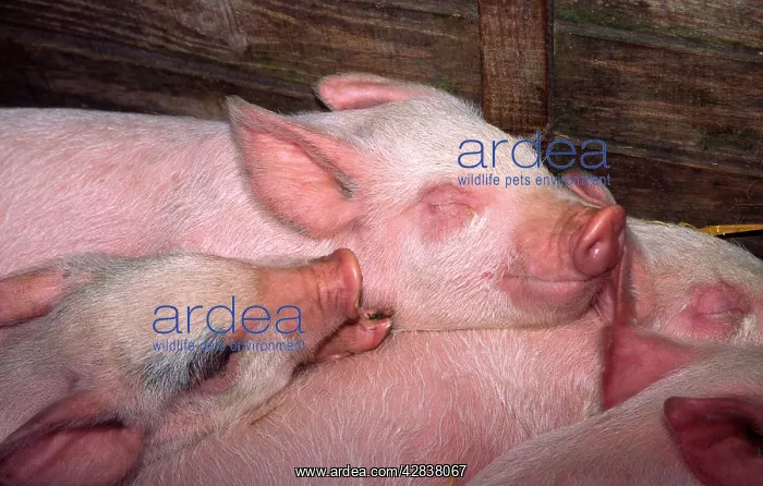 : Piglets - sleeping in stall : Piglets - sleeping in stall