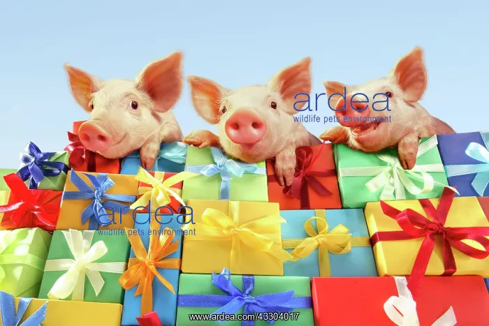 : Three piglets on a stack of gifts : Three piglets on a stack of gifts