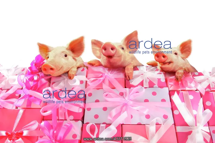 : Three piglets on a stack of pink gifts : Three piglets on a stack of pink gifts
