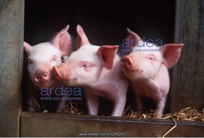 : PIGLETS - THREE AT FRONT OF STY : PIGLETS - THREE AT FRONT OF STY