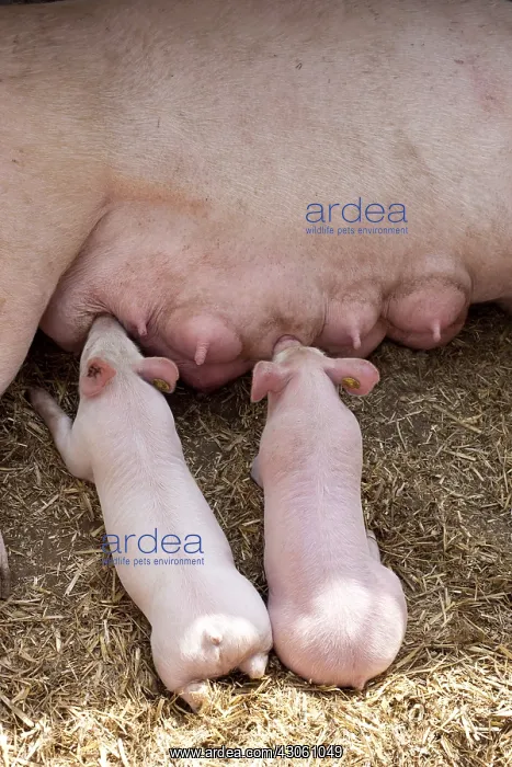 : Two piglets suckling their mother France : Two piglets suckling their mother France