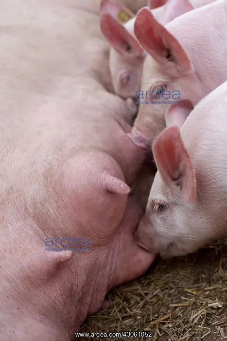 : Piglets suckling their mother France : Piglets suckling their mother France