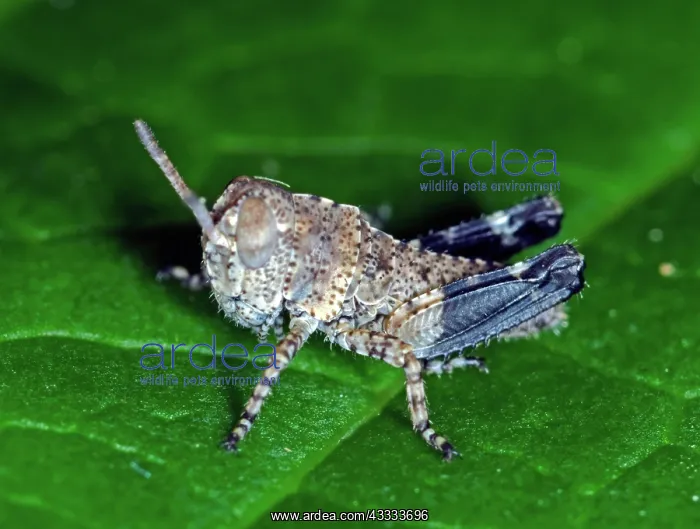 : Pigmy Grasshopper Nymph : Pigmy Grasshopper Nymph