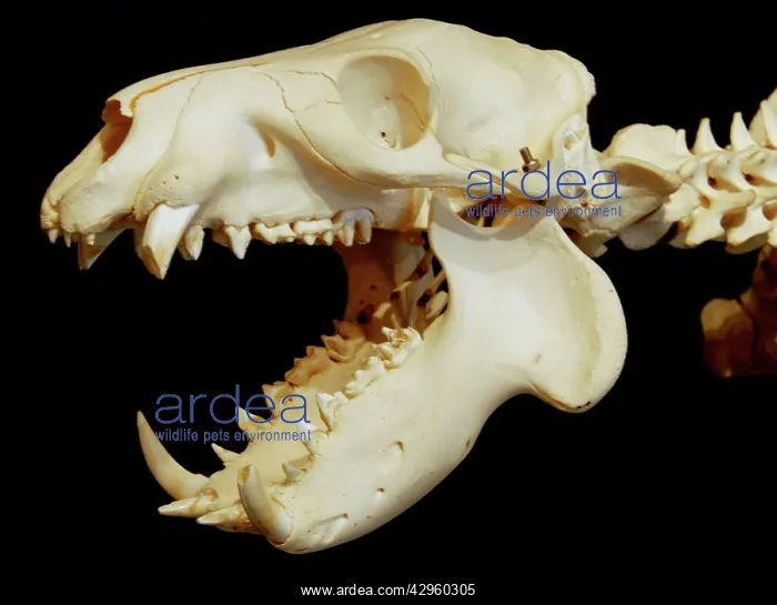 : Pigmy Hippo skull : Pigmy Hippo skull