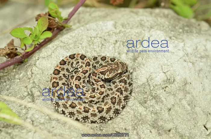 : Pigmy Rattlesnake : Pigmy Rattlesnake
