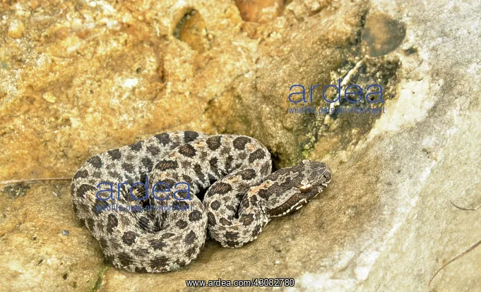 : Pigmy Rattlesnake : Pigmy Rattlesnake