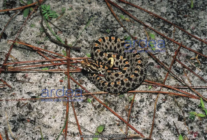: Pigmy Rattlesnake : Pigmy Rattlesnake