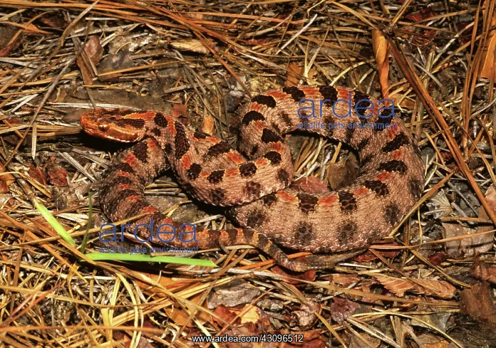 : Pigmy Rattlesnake : Pigmy Rattlesnake