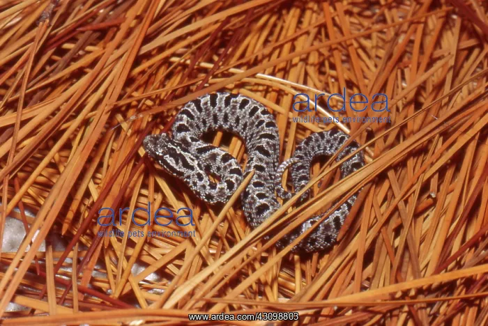 : Pigmy Rattlesnake : Pigmy Rattlesnake