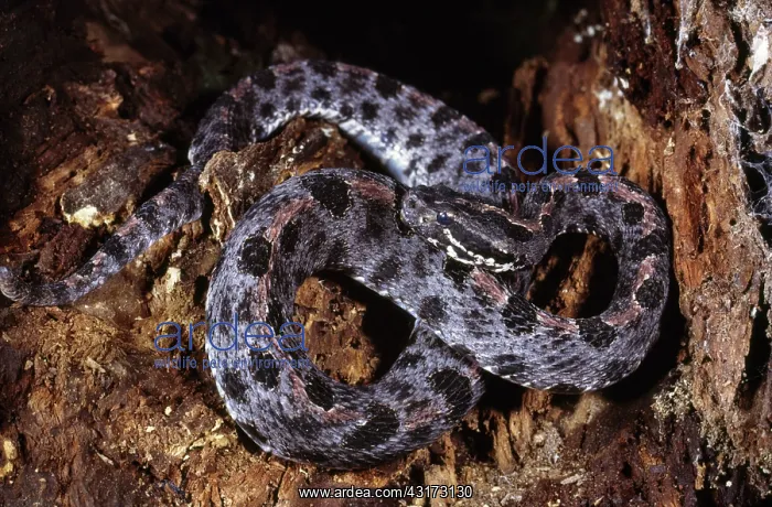 : Pigmy Rattlesnake : Pigmy Rattlesnake