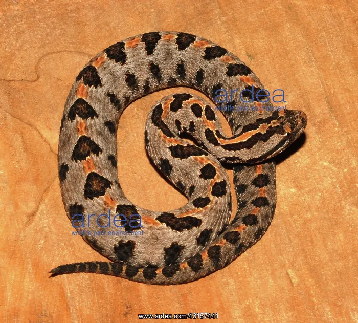 : Pigmy Rattlesnake (Sistrurus miliarius) : Pigmy Rattlesnake (Sistrurus miliarius)
