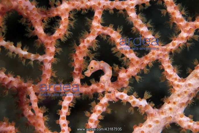 : Pigmy seahorse Hippocampus Denise, camouflaged on the branch : Pigmy seahorse Hippocampus Denise, camouflaged on the branch