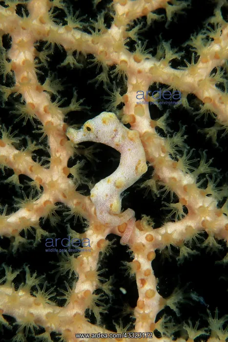 : Pigmy seahorse Hippocampus Denise, camouflaged on the branch : Pigmy seahorse Hippocampus Denise, camouflaged on the branch