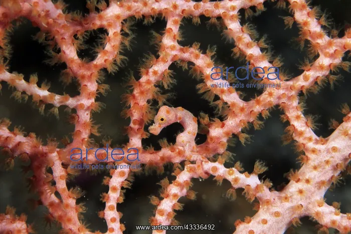 : Pigmy seahorse Hippocampus Denise, camouflaged on the branch : Pigmy seahorse Hippocampus Denise, camouflaged on the branch