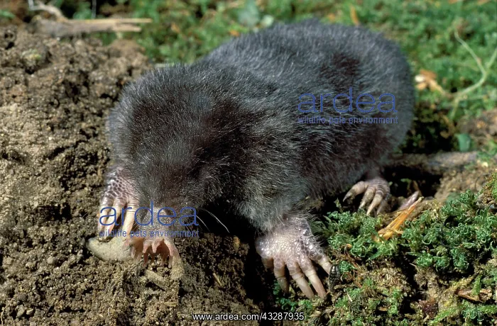 : The Pigmy Shrew (Microsorex hoyi) is approximately : The Pigmy Shrew (Microsorex hoyi) is approximately