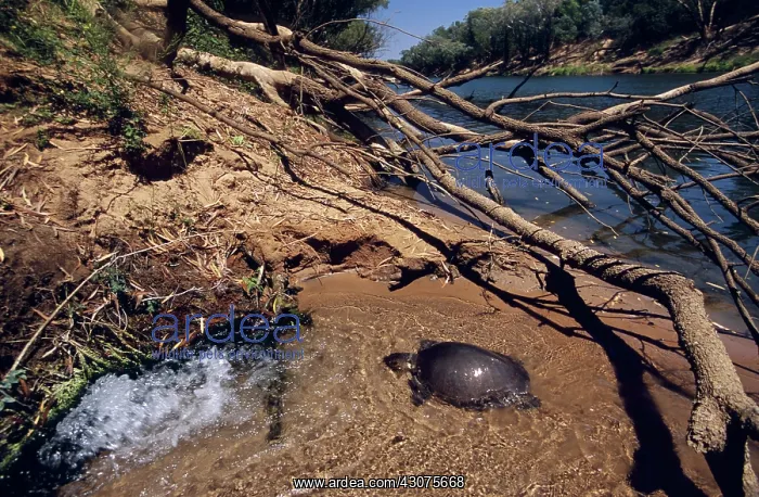 : Pignose Turtle : Pignose Turtle