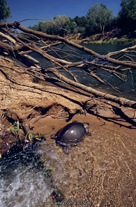 : Pignose Turtle : Pignose Turtle