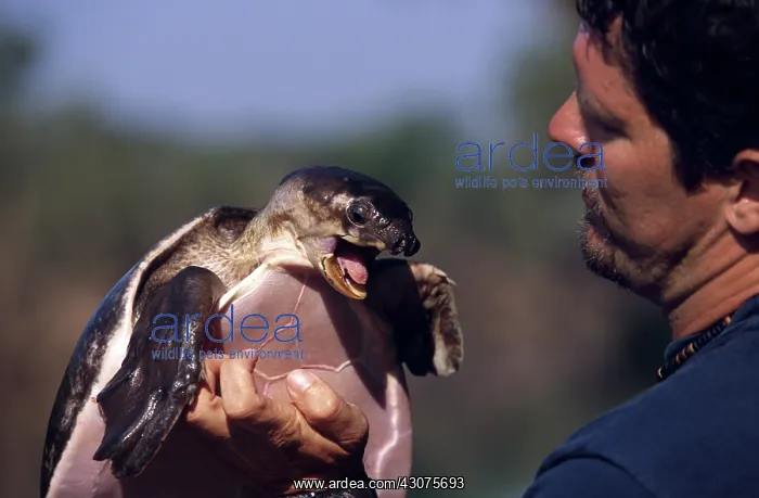 : Pignose Turtle : Pignose Turtle