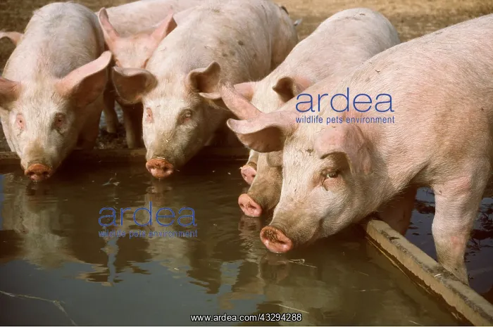 : PIGS - drinking from trough : PIGS - drinking from trough