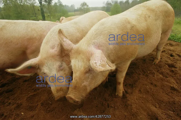 : Pigs - Elevage 'Large white' : Pigs - Elevage 'Large white'