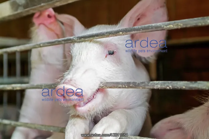 : Pigs - in farm : Pigs - in farm