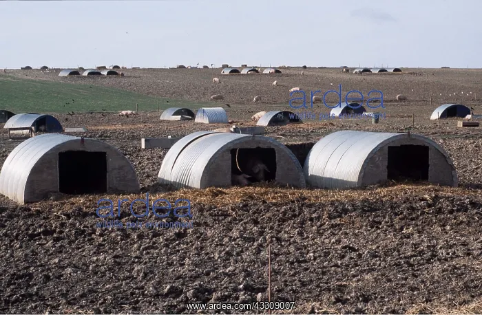 : PIGS - free range : PIGS - free range