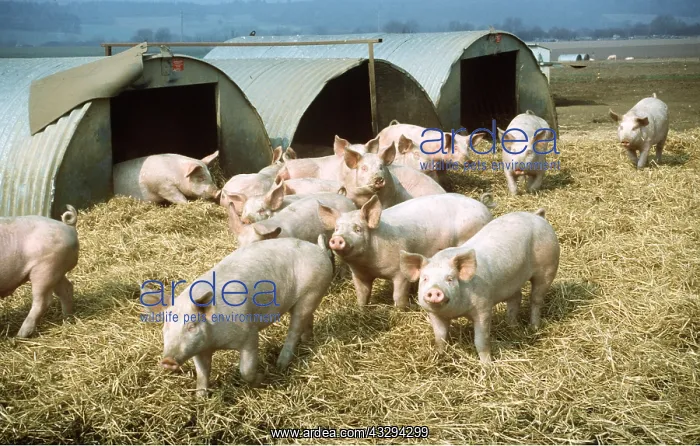  : PIGS - Free range farming