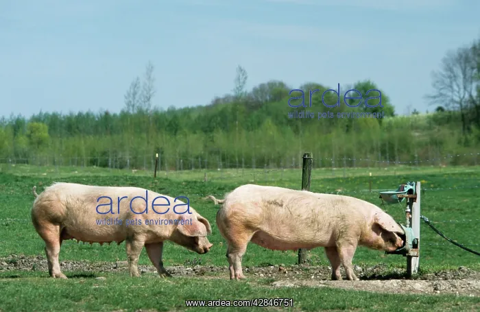 : Pigs - free range pigs drinking from drinks trough : Pigs - free range pigs drinking from drinks trough