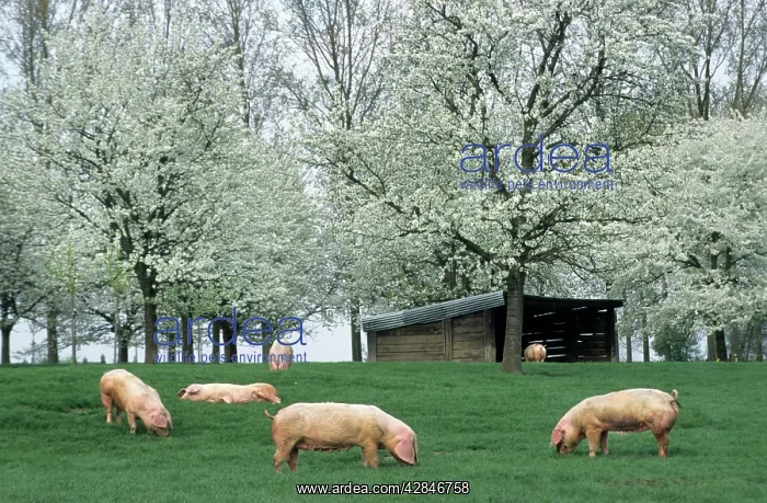  : Pigs - free range pigs feeding on grass