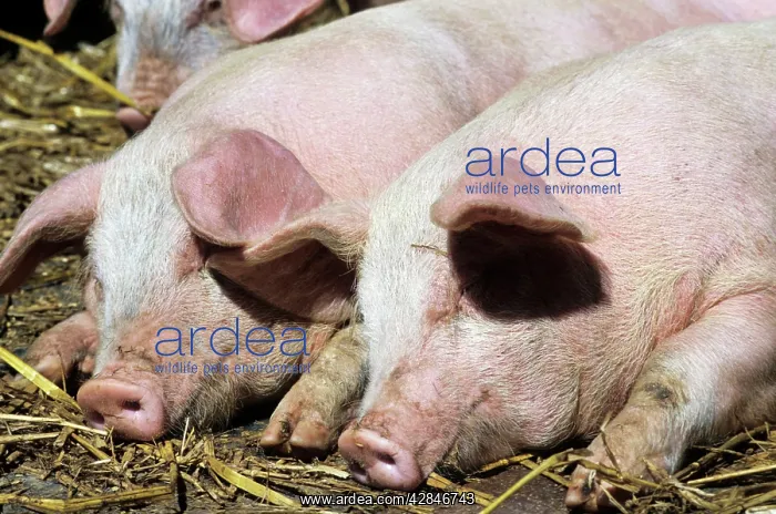  : Pigs - free range pigs sleeping