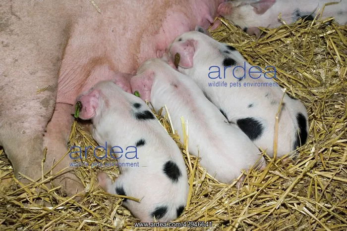 : Pigs - Gloucester Old Spot piglets sucking from sow : Pigs - Gloucester Old Spot piglets sucking from sow