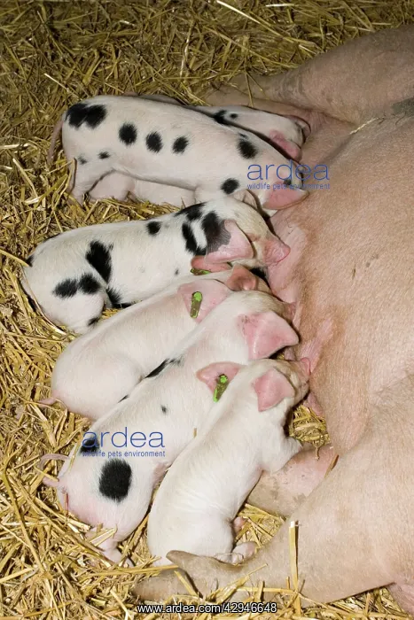 : Pigs - Gloucester Old Spot piglets sucking from sow : Pigs - Gloucester Old Spot piglets sucking from sow