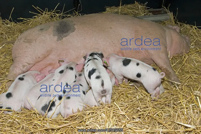  : Pigs - Gloucester Old Spot piglets sucking from sow
