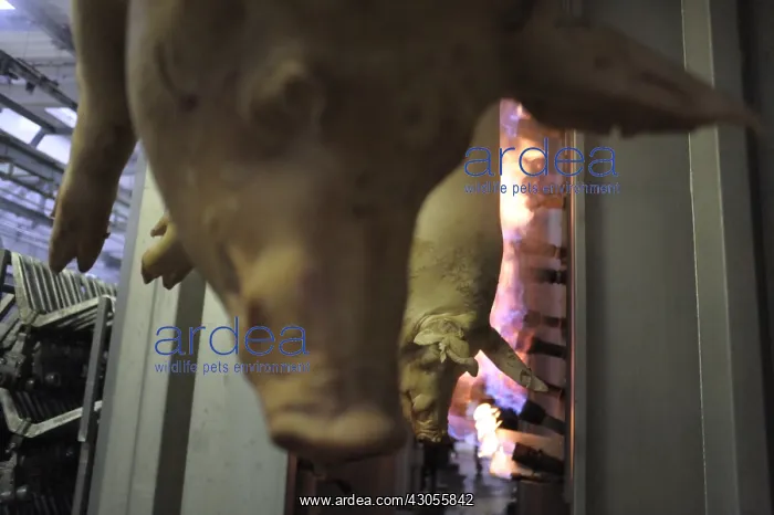: Pigs hanged before their entry into the flaming oven Rodez : Pigs hanged before their entry into the flaming oven Rodez