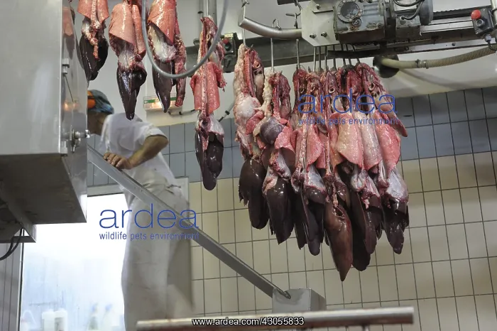 : Pigs hearts and lungs on a conveyor Rodez France : Pigs hearts and lungs on a conveyor Rodez France
