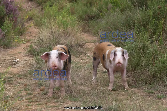 : Pigs kept in free range husbandry, Greece, Europe : Pigs kept in free range husbandry, Greece, Europe
