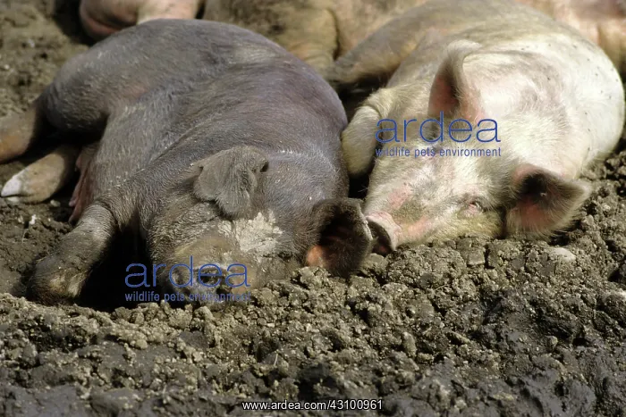 : Pigs laying in mud : Pigs laying in mud