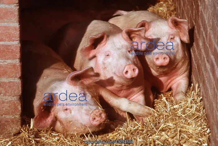 : PIGS - three looking out of sty : PIGS - three looking out of sty