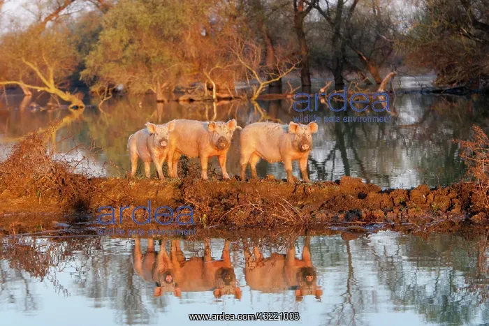 : The pigs of Maliuc, Domestic animals often : The pigs of Maliuc, Domestic animals often