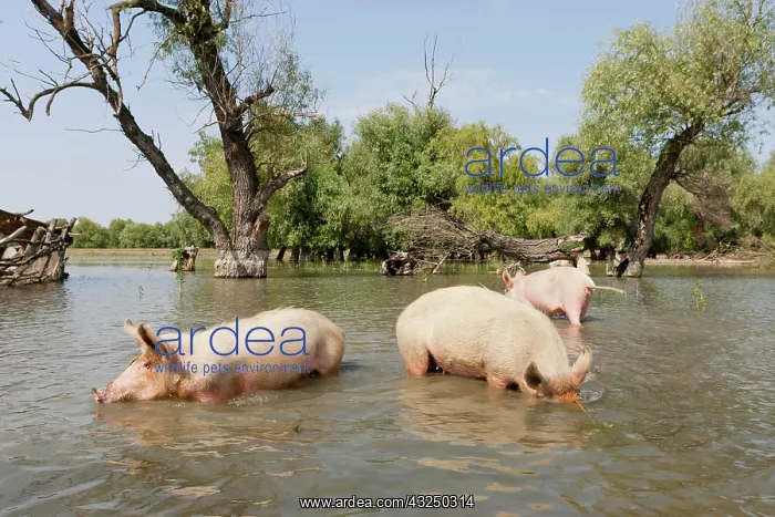 : The pigs of Maliuc, Domestic animals often : The pigs of Maliuc, Domestic animals often