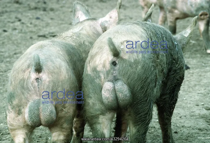 : Pigs - two muddy backsides and testicles : Pigs - two muddy backsides and testicles