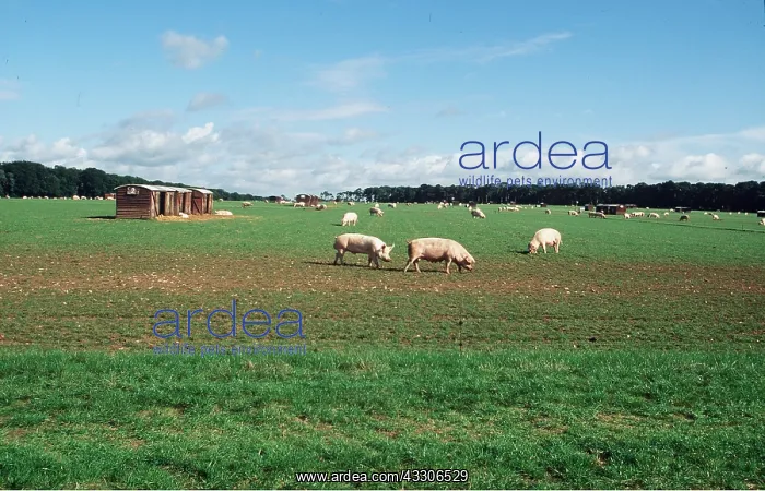 : PIGS - outdoors, in field : PIGS - outdoors, in field