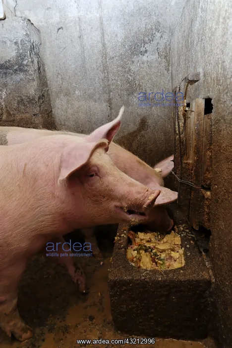 : Pigs in a piggery farm-inn Felzach Vosges : Pigs in a piggery farm-inn Felzach Vosges