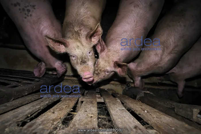 : Pigs in a piggery farm-inn Vosges France : Pigs in a piggery farm-inn Vosges France