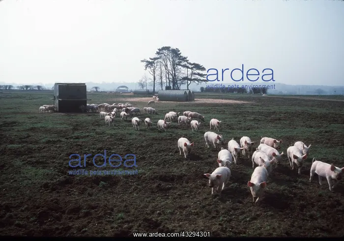 : PIGS - piglets on free range farm : PIGS - piglets on free range farm