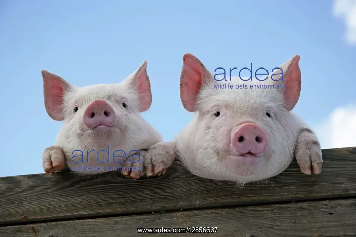  : PIGS. Piglets looking over door