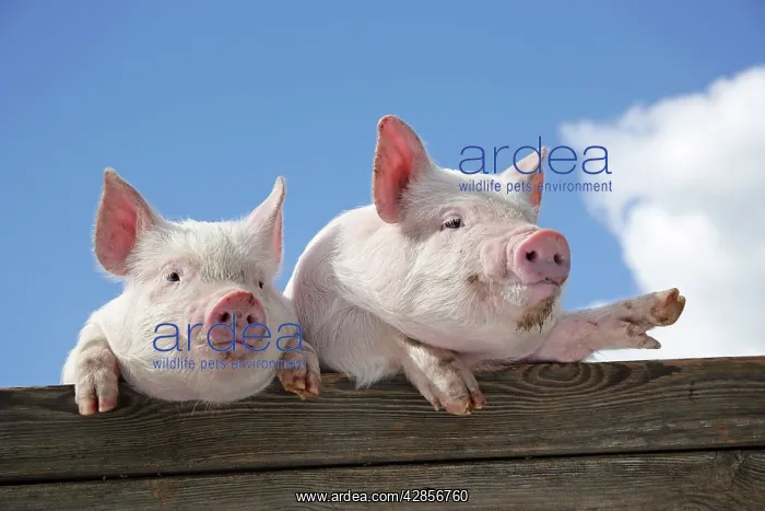  : PIGS. Piglets looking over door