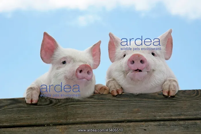 : PIGS. Piglets looking over door : PIGS. Piglets looking over door